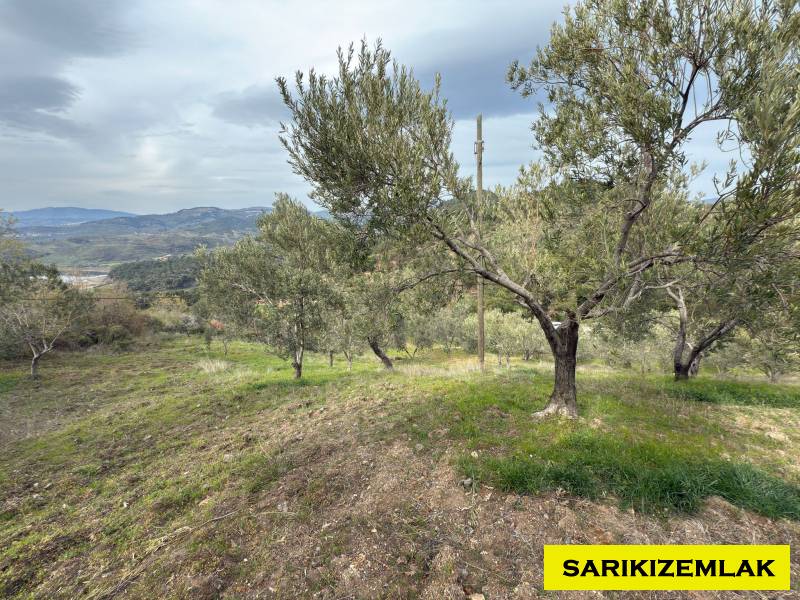 Havran Hallaçlar Mah`daZeytinlik. - 14